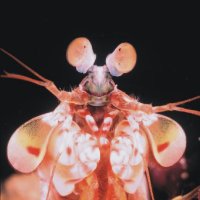 The Patek Lab (@patek_lab) 's Twitter Profile