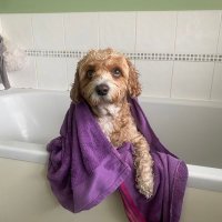 Lucie (@lucie_cpfc) 's Twitter Profile