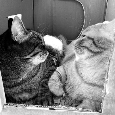 tiftysonbebey's profile picture. live is live