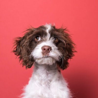 Blobbybloopblu's profile picture. 