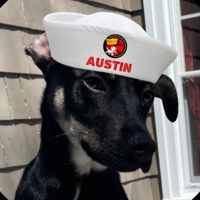 Rescued after being abandoned in Texas I am now in my Canadian forever home. Energetic, gregarious, ravenous eater, #ZSHQ Private. Also @austinhalifax.bsky.soci