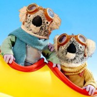 Kenny koala (@kennykoalabear) 's Twitter Profile