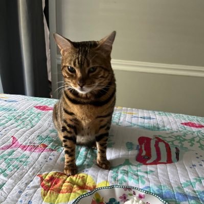 Bella A Bengal