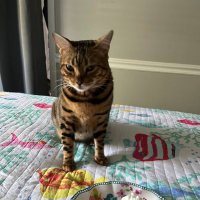 Bella A Bengal 💜 Pi, Frank, Archie(@BellaBengalCat) 's Twitter Profile Photo