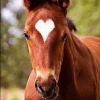 unite🌸🐎🌸(@hy745eterhity) 's Twitter Profile Photo