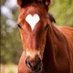 unite🌸🐎🌸 (@hy745eterhity) Twitter profile photo unite🌸🐎🌸 (@hy745eterhity) Twitter profile photo