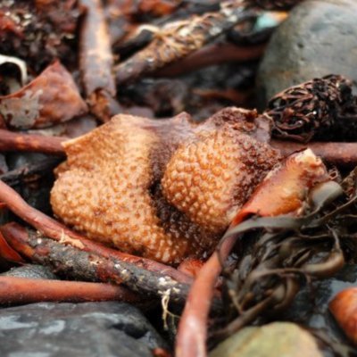 DetritusCapital's profile picture. 