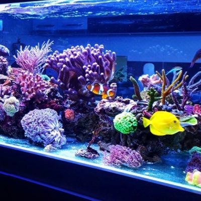 donate to my first saltwater aquarium here https://t.co/ZdWHF0QKJz