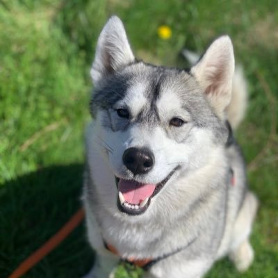 CognativeDDent's profile picture. Not a Siberian Husky