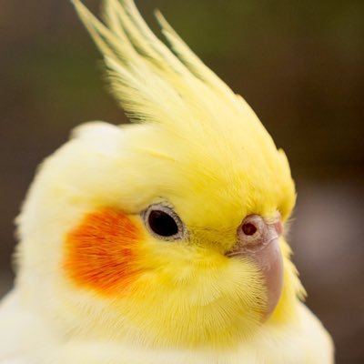 多趣味インコ。ボルダリング/リードクライミング/写真/野鳥/インコ/犬/ホルン/Romiというロボット作ってます。発言は個人のもので組織を代表するものではありません。