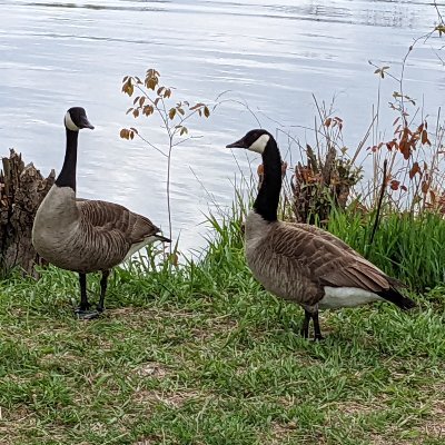 Canadian Goose 🦝