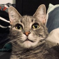 Ripley (the Cat; Not Ellen)(@ToothlessRip) 's Twitter Profile Photo