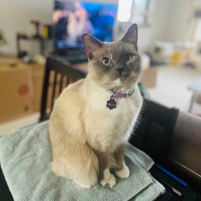 yangangvy's profile picture. 