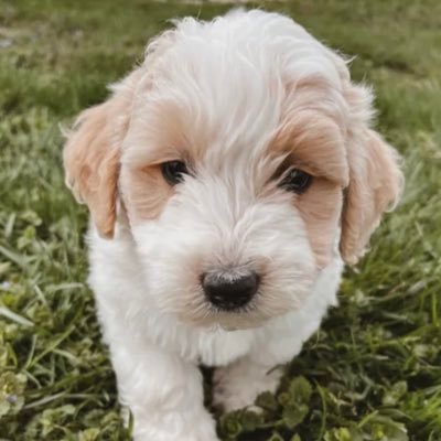 If you came here for cute content think again. My human named me after a drunken snowman. Came into this world shy af 3.9.22. Poodle x Coton de Tulear