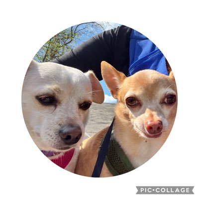 Married. Retired. Love tennis Pickleball Prissy, Max, my rescue dogs Tanner😇🌈. Dora Jean and Lola my rescue cats love animals 🥰