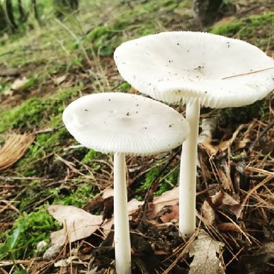 ohpeachykeen's profile picture. 18+ only or I will absolutely tell your grandma what you look at online. Just be cool.