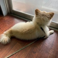 りんᵕ̈🦖💎🐺🐺🐺🐺🐺🐺🐺💎 (@xby1io) 's Twitter Profile Photo