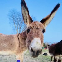 Rosman Ranch (@rosmanranch) 's Twitter Profile