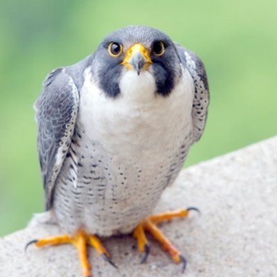 elislang1's profile picture. 