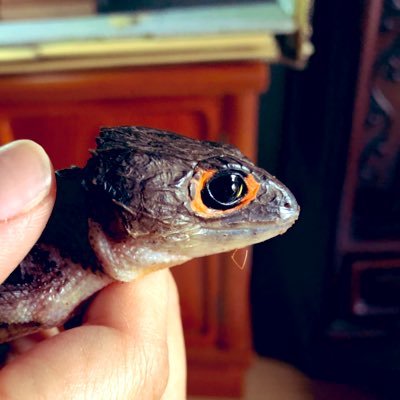 アカメカブトトカゲ 隕鉄さん♂(R4/05/04迎) 目弾きさん♀(R4/06/26迎R5/12/11送)、アフリカヤマネ シュロ縄さん(R4/3/16生)