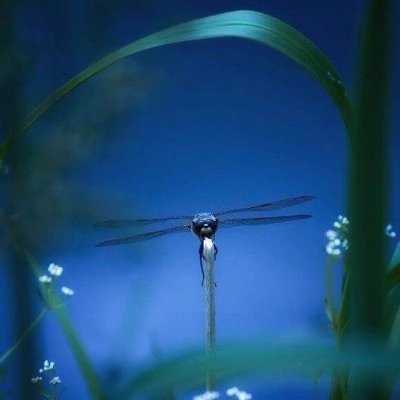 DragonflyBlue24 Profile Picture