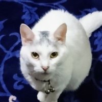 猫人 (@cocopon0801) 's Twitter Profile