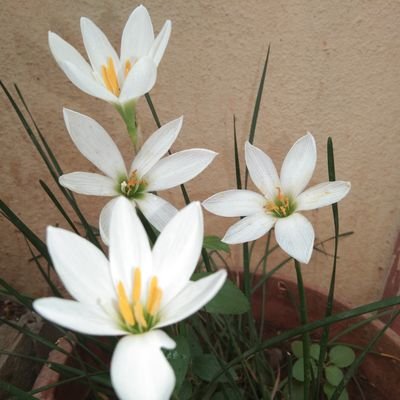 JavalagiP's profile picture.