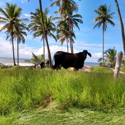 boringela's profile picture. French🇫🇷  ジェアン  Married ,Happy!🇧🇷
Love my Cat Marcy 😽  ❤️  Jesus 🙏🏻🙌