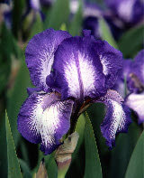 MartinsLuling's profile picture. Martin's Nursery: Certified Green Tweets, Horticulturalist, Landscape Designer and local small biz owner.