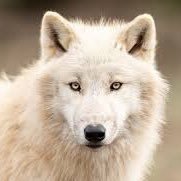 ~ S h e - W o l f (@yeshitsshewolf) 's Twitter Profile Photo