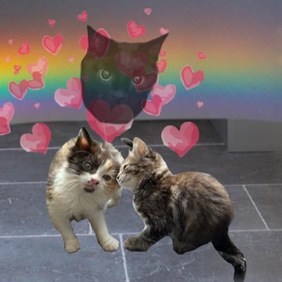 SocratesAlphon1's profile picture. 🌈Socrates - 21/10/11 - 03/01/22 🤎 💛Tabitha and Rhonda - Tabby and Tortie Kitty Twins ready for world domination
