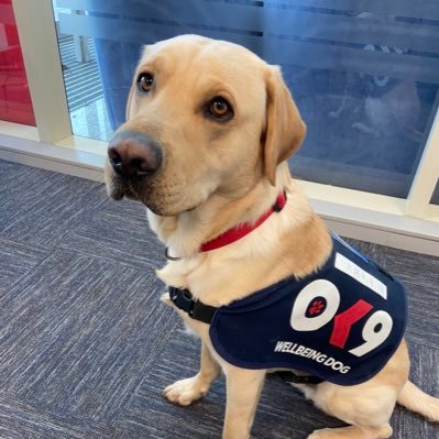 🐾 OK9 Well-being Dog at South Yorkshire Police. Spreading happiness wherever I go 🐾