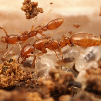 アリ/シロアリ/オオウナギ/ ant / termite /🐜🏓