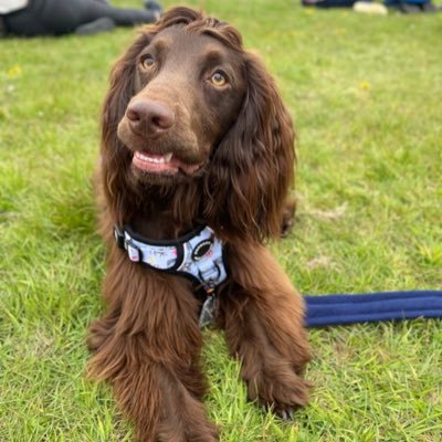 🤎Bruno the English Working Cocker Spaniel🤎 😈floofy devil horns😈. UK 🇬🇧. 🎂12-10-2020 🏡06-12-2020.