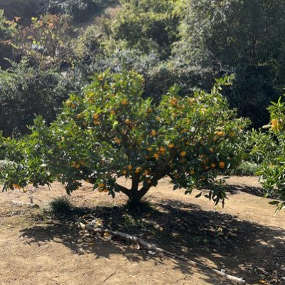 4nekomamire's profile picture. 