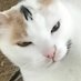 Im Angry Cat (@im_an_angry_cat) Twitter profile photo