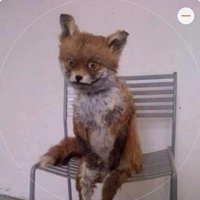 Weiß ich nicht diggah (@muddioeko) 's Twitter Profile