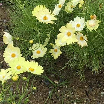 pretenderrider's profile picture. 