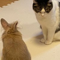 ねこうさぎ (@jejkdkgv3ybab8c) 's Twitter Profile
