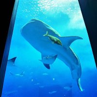 小林哲 🌎 Tetsu KOBAYASHI (@kbts_sci) 's Twitter Profile Photo 小林哲 🌎 Tetsu KOBAYASHI (@kbts_sci) 's Twitter Profile Photo