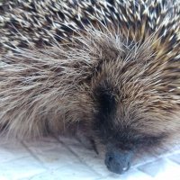Hoggieworts Hedgehog Helpers (@valsaundershog) 's Twitter Profile Photo Hoggieworts Hedgehog Helpers (@valsaundershog) 's Twitter Profile Photo