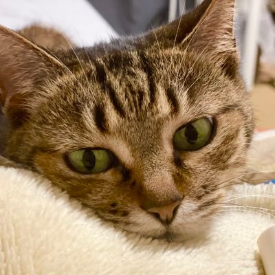 生後3週間の子猫のときに新宿の古い映画館で迷子になって人間に保護され、その後15年ほど雪国で1人暮らしのばあばと広〜いお家で暮らし、その後最初に映画館で出会った人(ばあばの娘 @kefi794 )の家族と賑やかに暮らしました🐱🐾🎀2006.8.30生→2024.4.28🌈ギンちゃん、大変立派な猫生でした👏