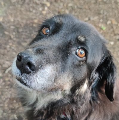 Spitfireviking's profile picture. He/She/It das S muss mit | 
🔞(-- Fr
                    | 🇩🇪🇷🇺🇵🇸 |