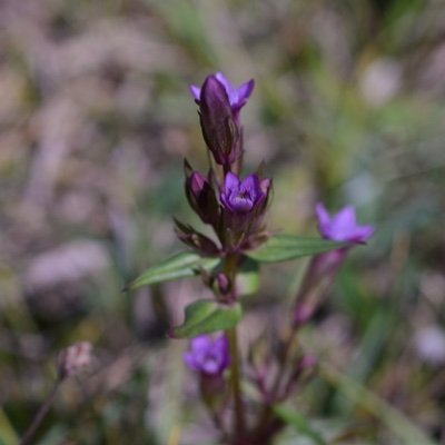 Brecknock Botany Profile