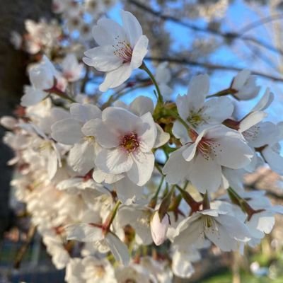 mileguerrerof's profile picture. Microbes. Infectious diseases🦠
Neglected Infectious Disease-NID