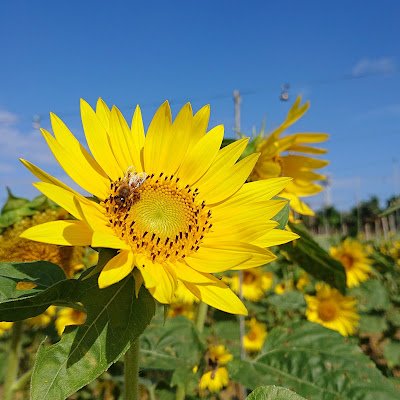 石が好き、昆虫や生き物、
他にも色々😊好きな物がたくさんあります。
Twitter、まだまだ不慣れですが
よろしくお願いいたします。