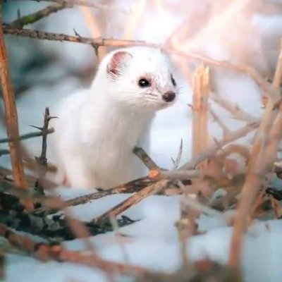 MossyDiesel's profile picture. #TechnobladeNeverDies