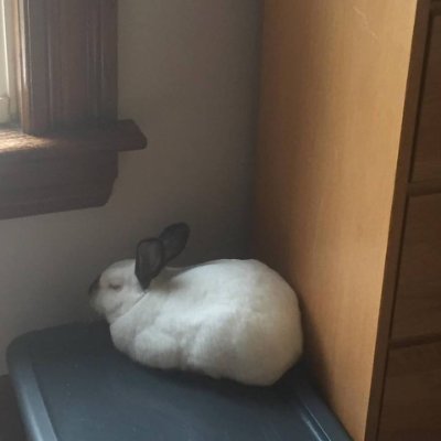 Bucky_Rabbit Profile Picture