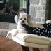 Sandi Adams (@mygrandmotherma) Twitter profile photo Sandi Adams (@mygrandmotherma) Twitter profile photo