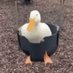 vaporduck (@ducky1024) Twitter profile photo vaporduck (@ducky1024) Twitter profile photo